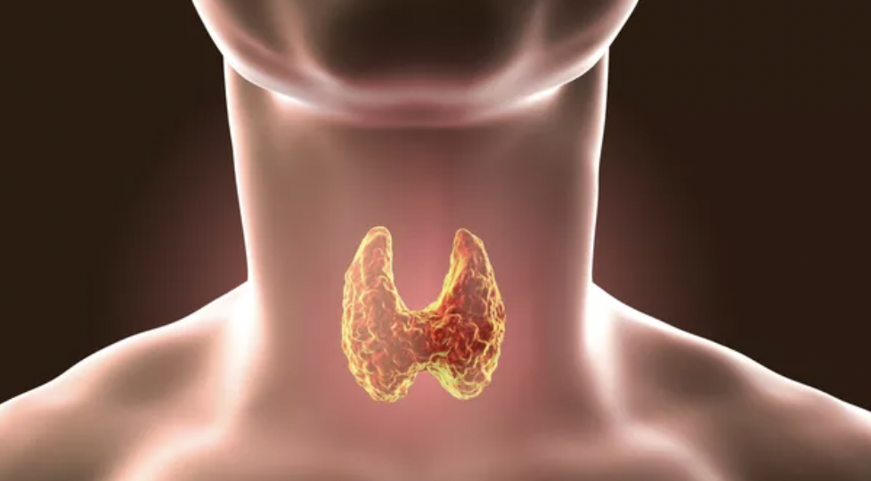 Hypothyroïdie, prise de poids et conversion T4 → T3 : comprendre et agir naturellement